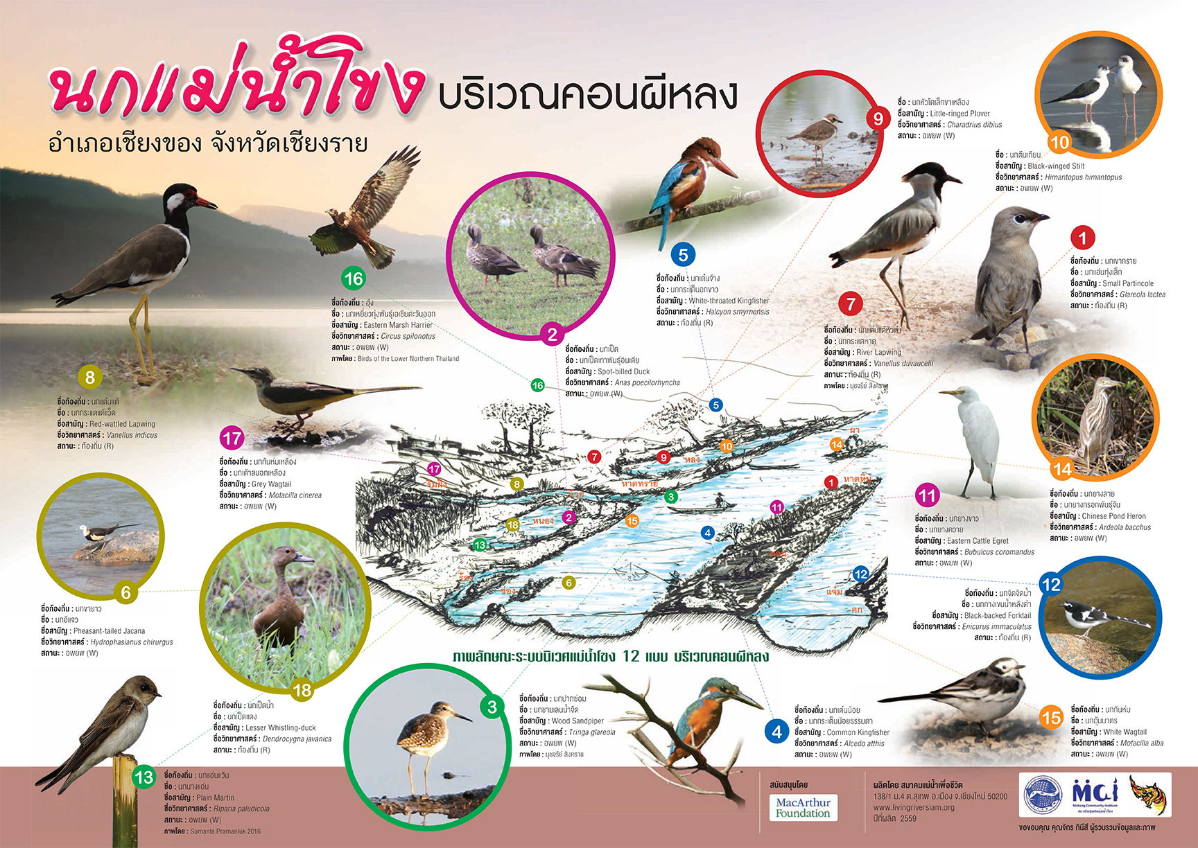 poster mekong bird